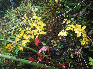IMG_20231107_135638.jpg
