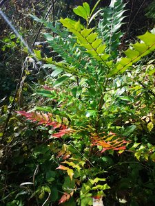 IMG_20231011_135352.jpg
