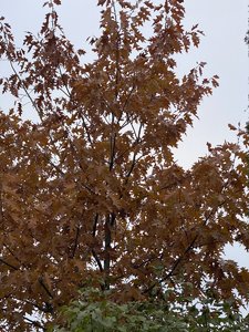 IMG_7626.jpeg