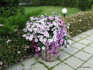 DSCF1249.JPG