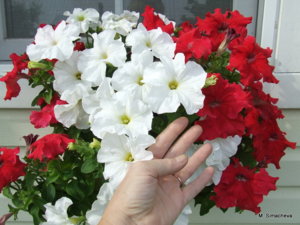 DSCF1276.JPG