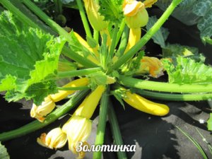 каб золотинка.jpg