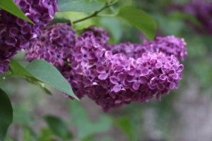 IMG_1285.JPG