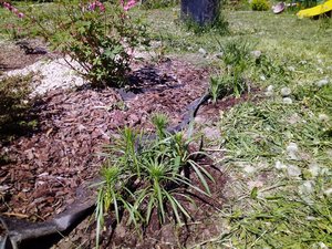 IMG_20230529_105441.jpg