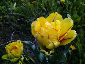 IMG_20230509_171924.jpg