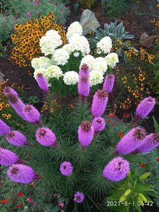 IMG_20210801_064219.jpg