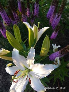 IMG_20200812_190157.jpg