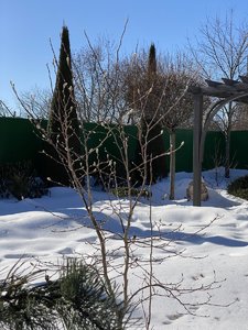 IMG_8262.jpeg