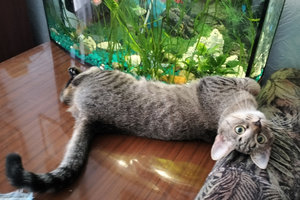 кош.jpg