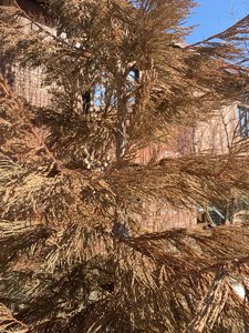 IMG_8300.jpeg