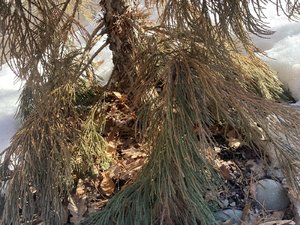 IMG_8301.jpeg