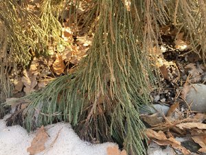 IMG_8302.jpeg