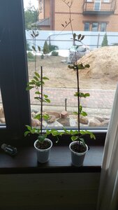 20240403_120319.jpg