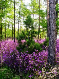 1707348775_binomen-ru-p-tsvetok-bagulnik-vkontakte-41.jpg