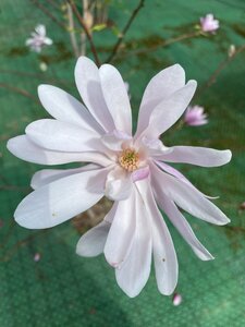 IMG_8689.jpeg