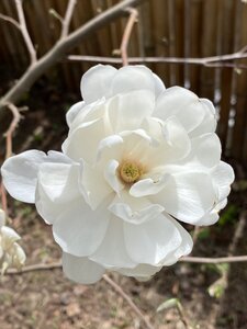 IMG_8743.jpeg