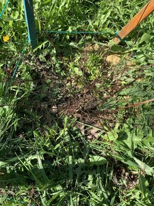 IMG_9836.jpeg