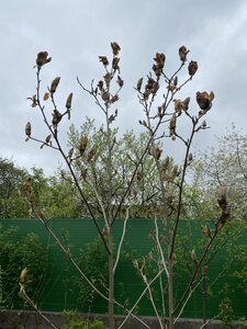 IMG_8867.jpeg