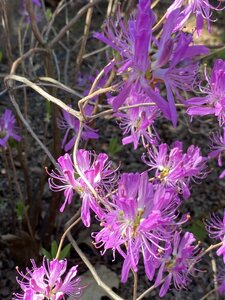 IMG_8864.jpeg
