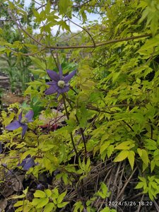 IMG_20240526_182034.jpg