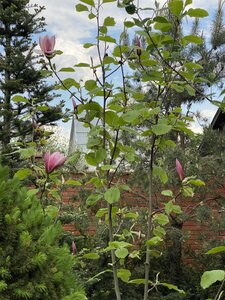 IMG_9262.jpeg