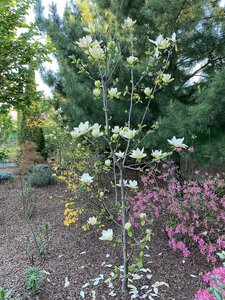 IMG_9301.jpeg