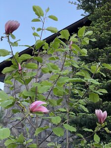IMG_9332.jpeg