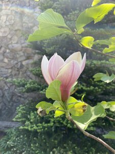 IMG_9391.jpeg