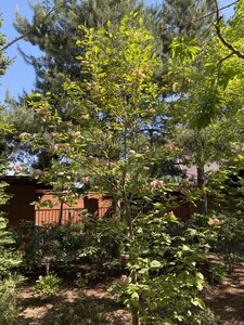 IMG_9374.jpeg