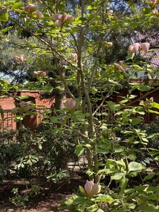 IMG_9375.jpeg