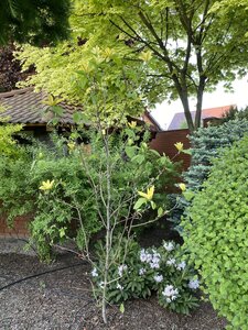 IMG_9334.jpeg
