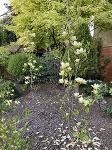 IMG_9333.jpeg