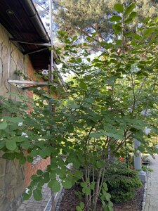 IMG_9575.jpeg