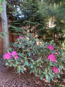 IMG_9576.jpeg