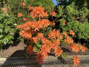 IMG_9589.jpeg