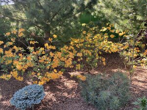 IMG_9559.jpeg