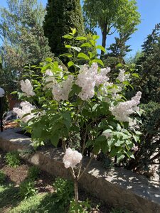 IMG_9280.jpeg