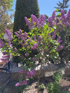 IMG_9281.jpeg