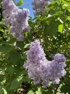 IMG_9285.jpeg