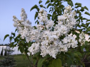 IMG_20240525_211501.jpg