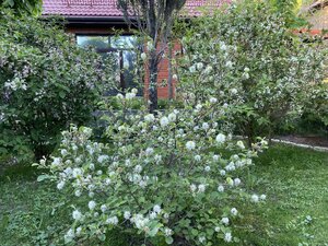 IMG_9303.jpeg