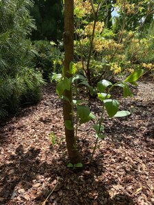 IMG_9677.jpeg