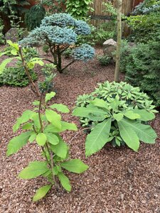 IMG_9805.jpeg