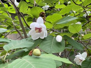 IMG_9806.jpeg