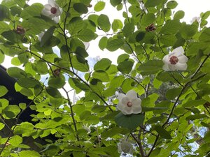 IMG_9807.jpeg
