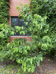 IMG_9799.jpeg