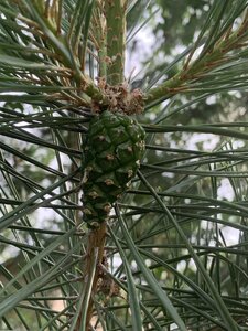 IMG_0407.jpeg