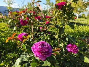 IMG_20240622_181101.jpg