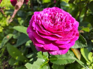 IMG_20240620_082719.jpg