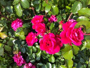 IMG_20240620_082640.jpg
